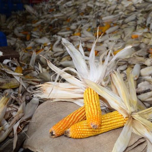 Estado lança novas linhas de crédito para minimizar prejuízos de produtores atingidos pela estiagem