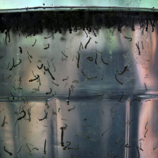 Santa Catarina é o segundo estado com mais mortes por dengue em 2022