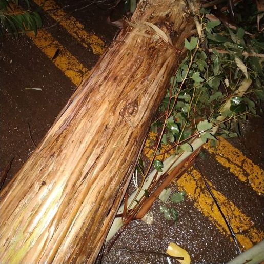 Temporal deixa árvores caídas na região de Campo Erê