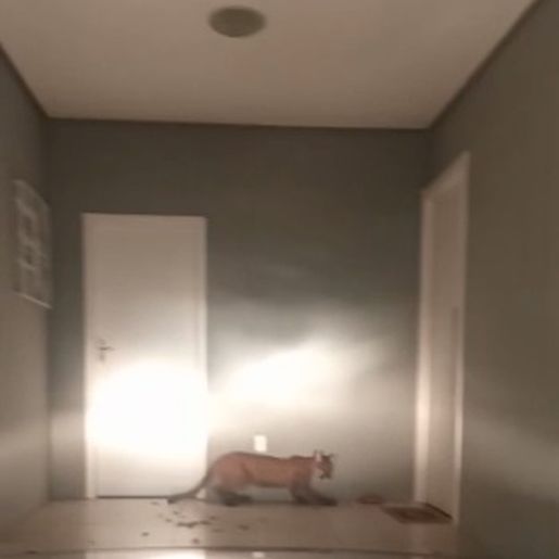 VIDEO: Onça parda é vista novamente em Francisco Beltrão