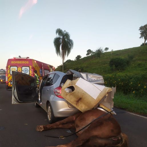 Condutor colide em cavalo no trecho entre Campo Erê e Marmeleiro