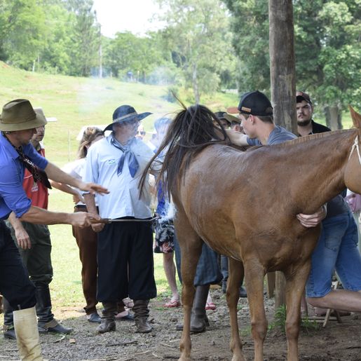 Primeiro encontro Cavalo Marchador reúne mais de 1000 pessoas