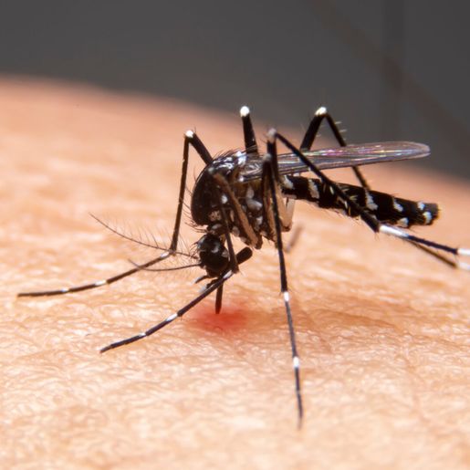 SC tem 334 mortes por dengue e número de casos prováveis é 148% maior do que em 2023