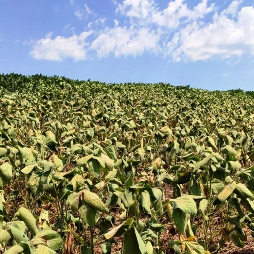 Prejuízos com a estiagem superam os R$ 45 milhões, em Guaraciaba