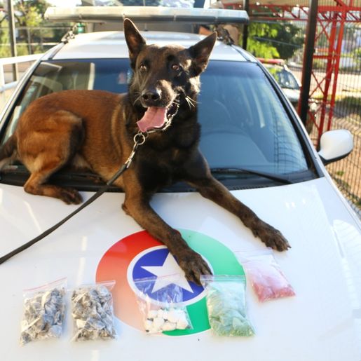 SMO: Droga apreendida pela PM provoca prejuízo de R$ 70 mil ao tráfico