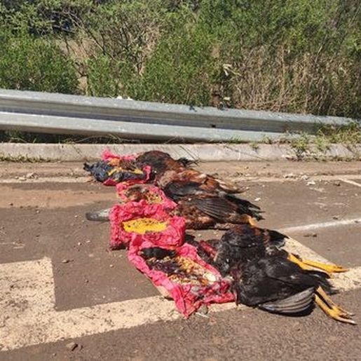 Animais são encontrados depois de serem usados em ritual em Xanxerê