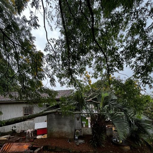 Árvore cai sobre residência no centro de SMO