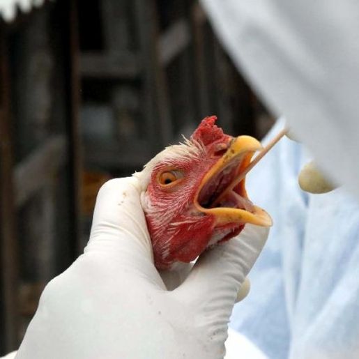 SC declara estado de emergência zoossanitária devido à gripe aviária