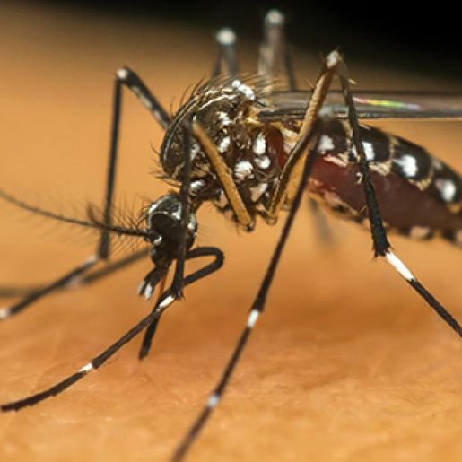 Bandeirante inicia levantamento contra dengue após focos do mosquito em 2026