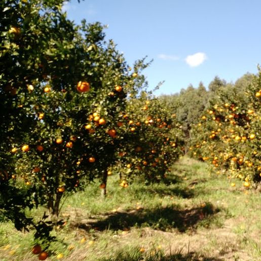Conectando ao Agro aborda fruticultura em nossa região