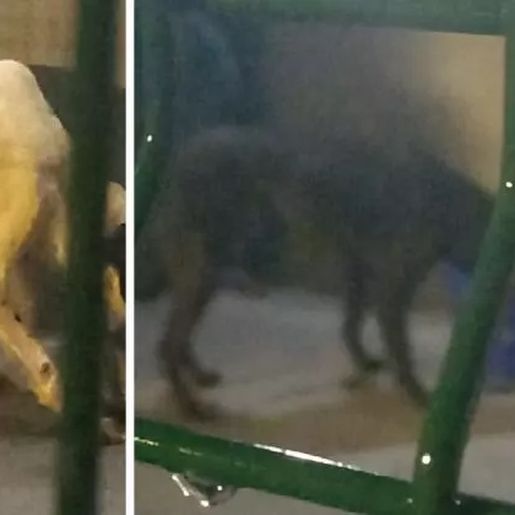 Scanner revela cães em contêiner que partiria de SC para a China