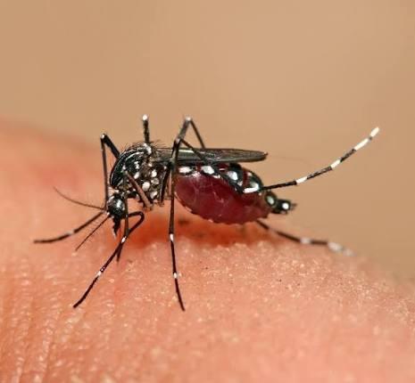 Primavera aumenta alerta para proliferação do mosquito da dengue em São José do Cedro