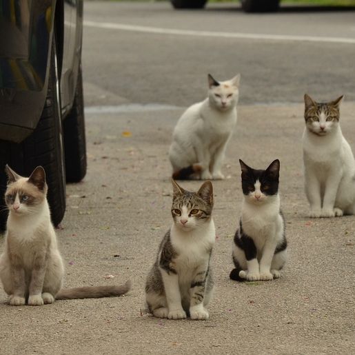 OUÇA: Prefeitura de Iporã do Oeste firma parceria para castrar animais de rua