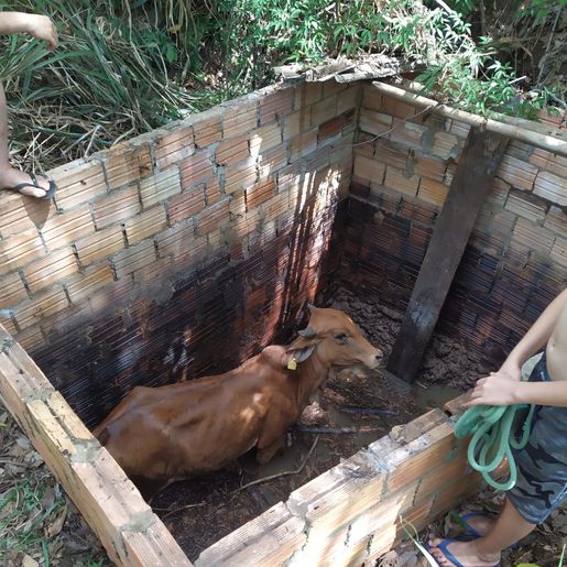 Bombeiros resgatam boi que estava dentro de poço de água