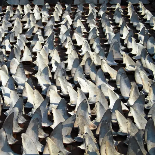 Maior apreensão de barbatanas no mundo feita em SC revela morte de 10 mil tubarões