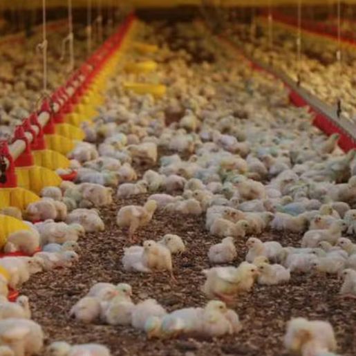 SC reforça segurança em granjas após casos de Newscastle no RS