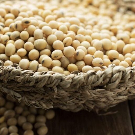 El Niño faz SC ter queda brusca na produção de soja e milho em 2024, aponta IBGE