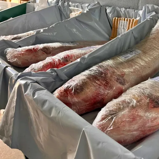 Feira do Peixe de São Miguel do Oeste já começa a ser organizada