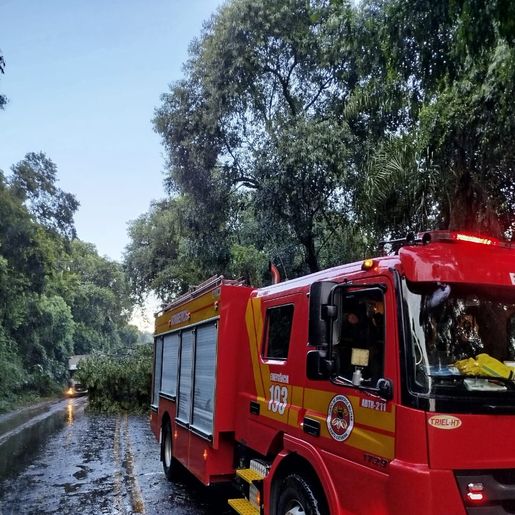Bombeiros removem árvores que interditavam BR-282 em Iraceminha