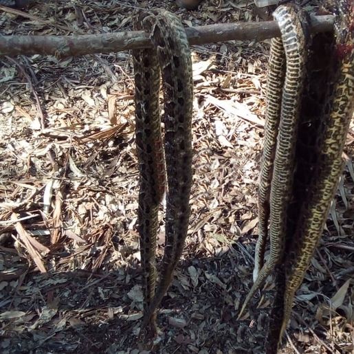 Agricultor é atacado por três cobras Jararacuçu