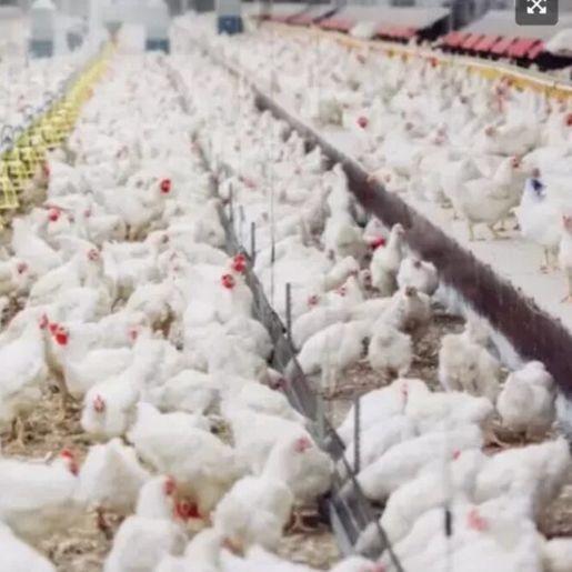 SC descarta suspeita de gripe aviária em granja comercial de Ipumirim