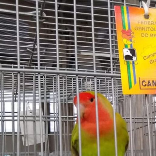 Associação Ornitológica de Iporã do Oeste irá participar da Copa Brasil de Ornitologia