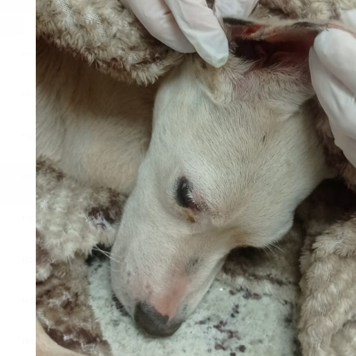 Fênix denuncia descarte de animais em estrada entre São Lourenço e Vitorino