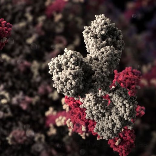 Covid-19: assintomáticos podem ter proteção imunológica mais fraca