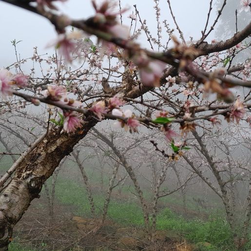 Tempo atípico pode antecipar colheita de pêssego neste ano na região