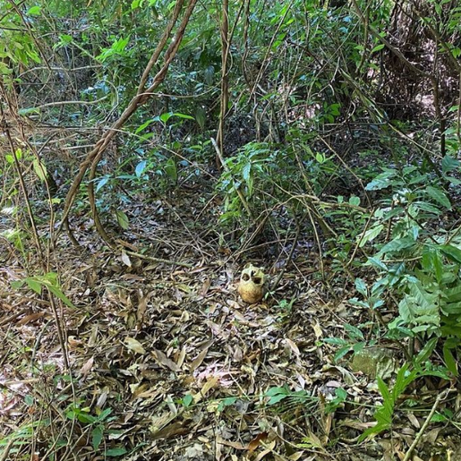 Polícia Científica identifica ossada encontrada em Quilombo há dois anos