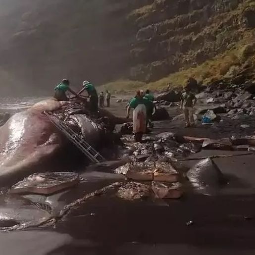 Professor encontra ‘vômito de baleia’ avaliado em R$ 2,4 milhões