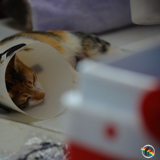 Mutirão de castração em Paraíso atende mais de 160 animais