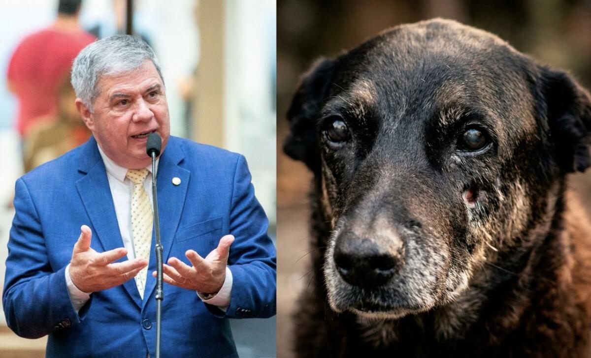 Mário Motta consegue assinaturas suficientes para instalar CPI do cão Orelha na Alesc