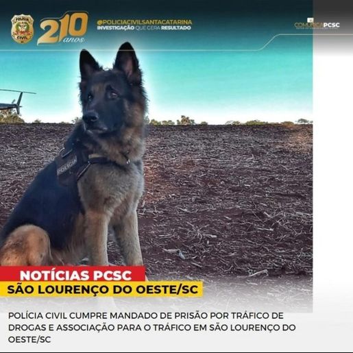 Mulher é presa por tráfico de droga e associação ao tráfico em São Lourenço do Oeste