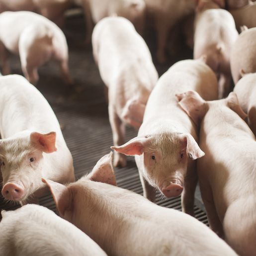 Exportações de SC para Argentina crescem 25% e ajudam estado a bater recorde histórico