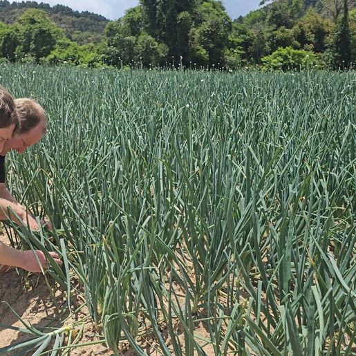 Safra Garantida SC reforça a proteção das lavouras em Santa Catarina