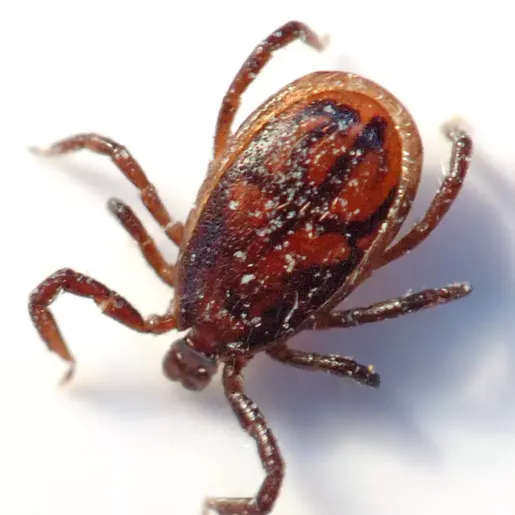 Homem é picado por carrapato e morre com infecção cerebral rara