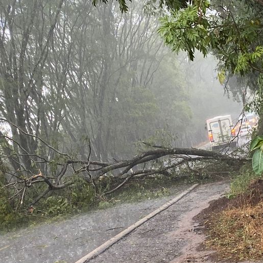 Vento forte causa queda de árvore e interdita trânsito