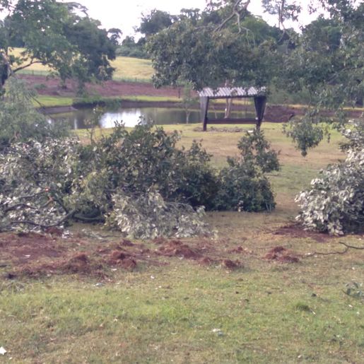 Chuva acompanhada de vento derruba árvores