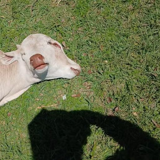 Morre bezerra com duas cabeças que nasceu em Belmonte