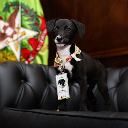 Santa Catarina vai castrar mais de 80 mil cães e gatos em 273 cidades