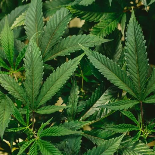 Após decisão do STF sobre maconha, CNJ prepara um pente-fino para corrigir prisões