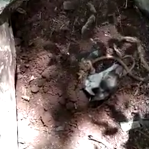 Vídeo: Homem tenta matar cachorra a pauladas e enterra animal ainda vivo em Cunha Porã