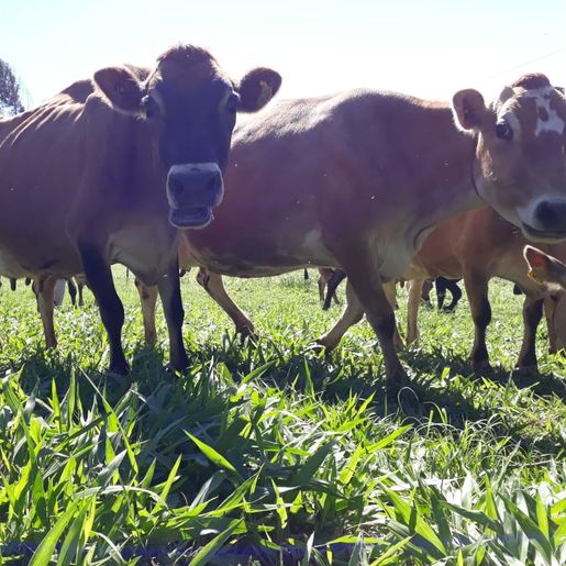 Veterinário aponta estratégias para aliviar calor dos animais durante o verão