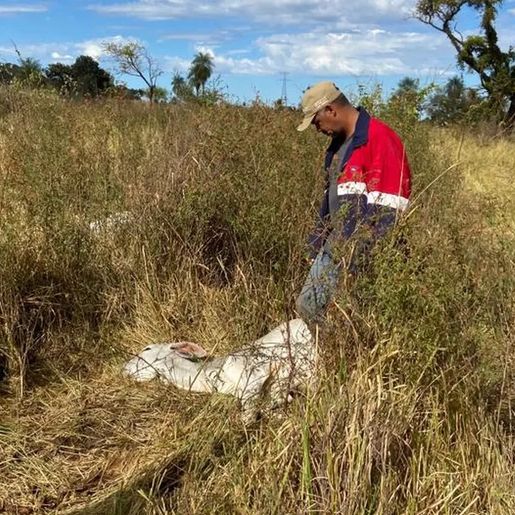 Mais de mil cabeças de gados morrem de frio em MS; prejuízo estimado é de R$ 3 milhões