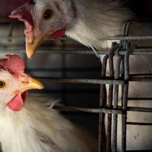 Japão suspende importação de aves de Santa Catarina