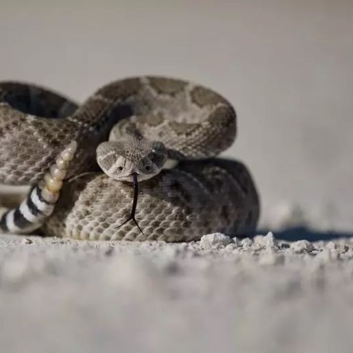 Conheça as 4 cobras peçonhentas típicas de SC que podem ‘parar o seu cérebro’