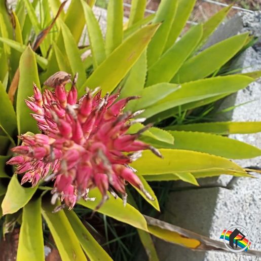 Agentes de endemias alertam sobre perigo das bromélias