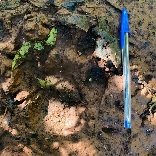 Leão é visto solto em cidade do Paraná