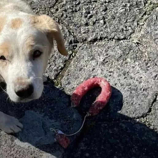 Cachorro é flagrado entrando em padaria e roubando salame; vídeo